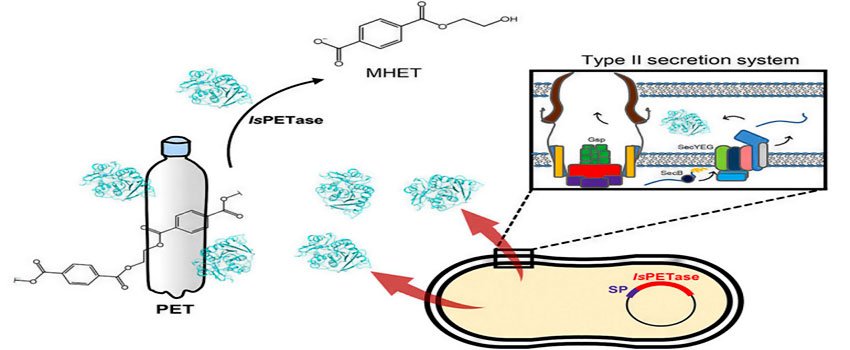 How PETase Enzymes Can Solve Plastic Pollution Problem