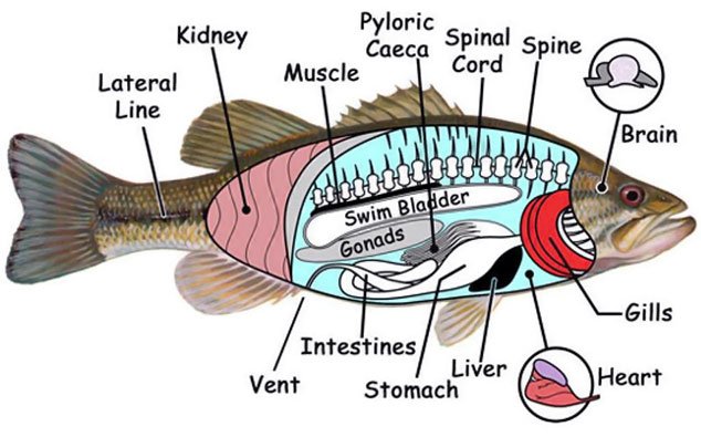 Anatomy of a catfish