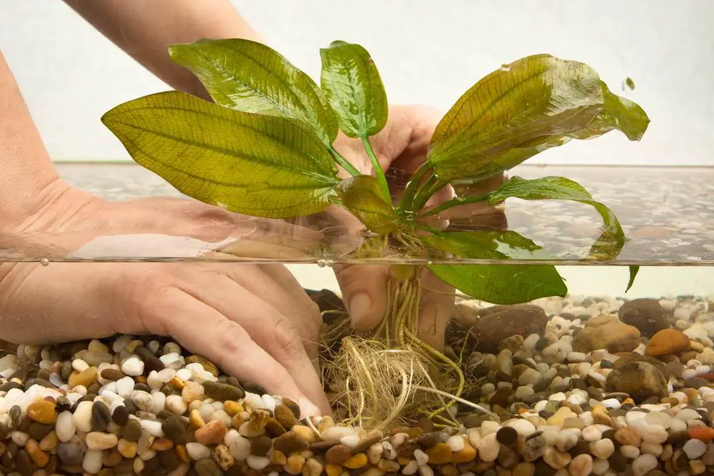 How to Add Live Plants to an Aquarium