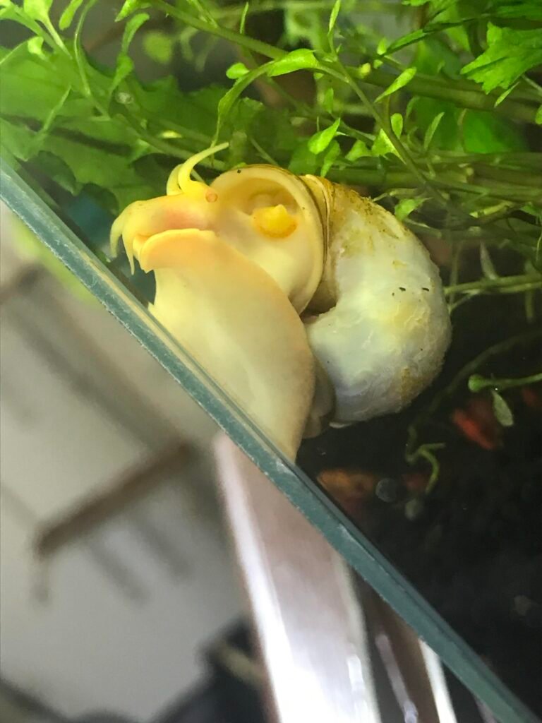 How to Add Snails to Aquarium