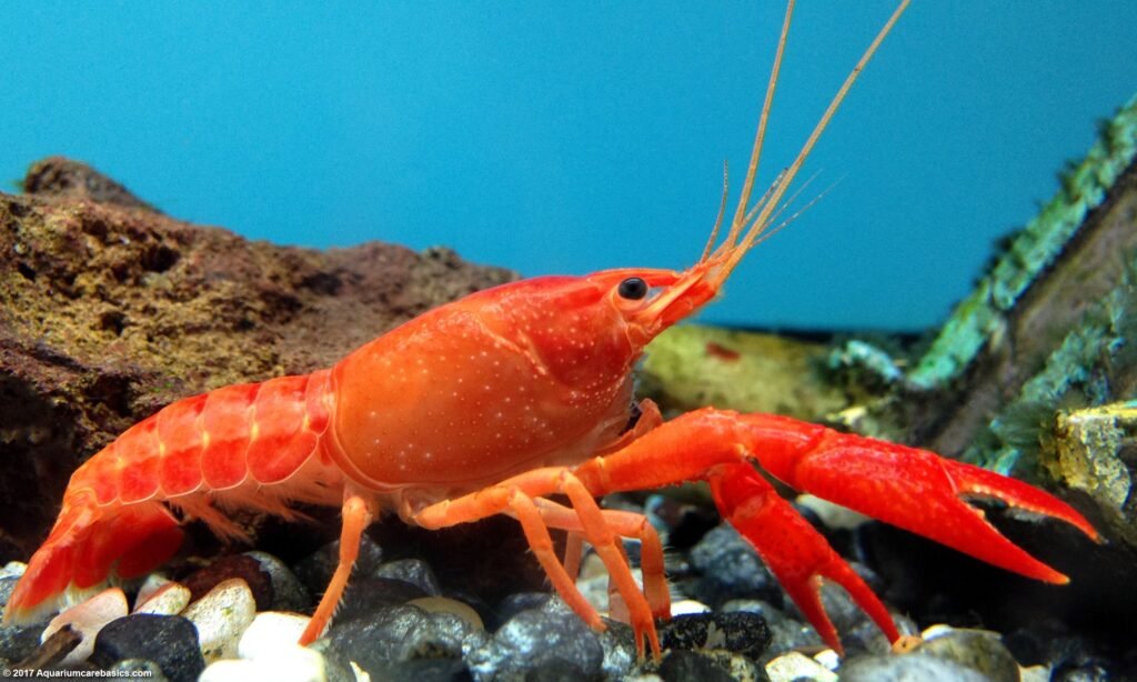 How to Care for Aquarium Freshwater Lobsters