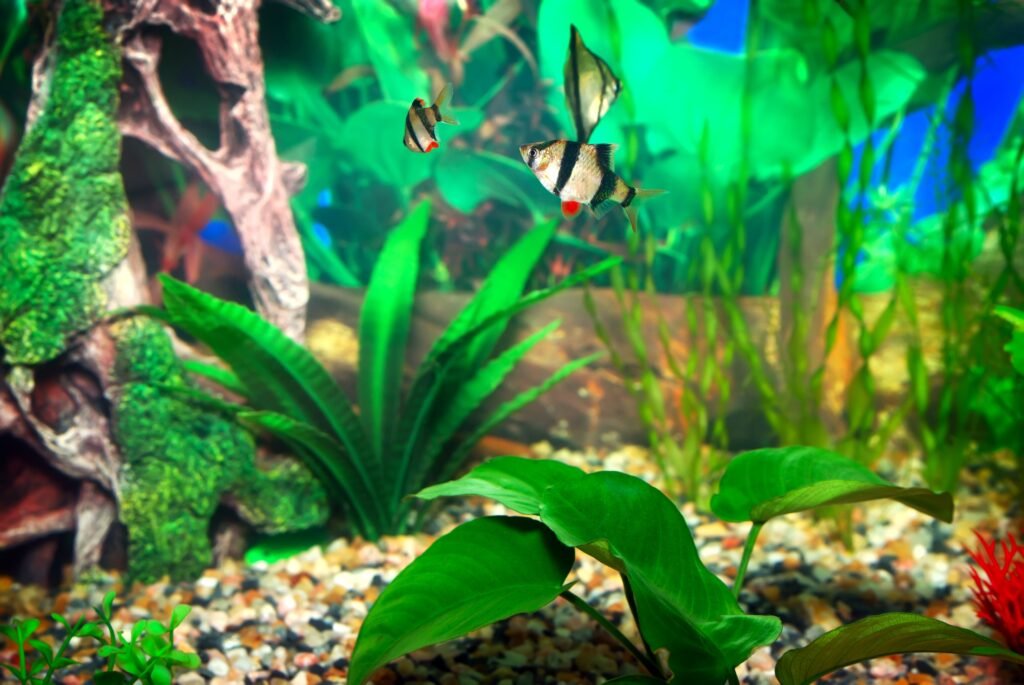 How to Clean Aquarium With Bleach