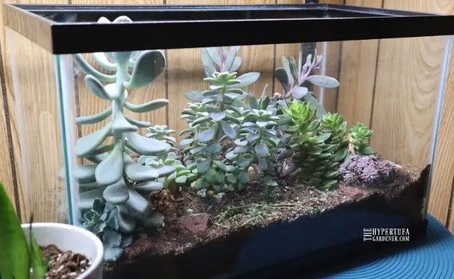 How to Convert an Aquarium into a Terrarium