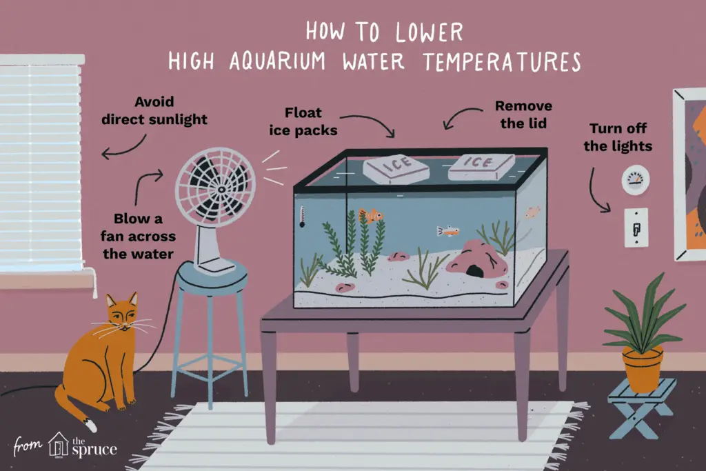 How to Cool down Aquarium Water Temperature