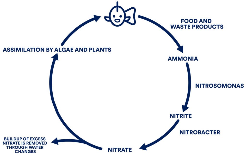 How to Cycle Aquarium With Ammonia