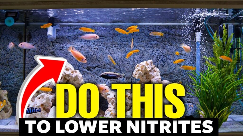 How to Decrease Nitrite Levels in an Aquarium