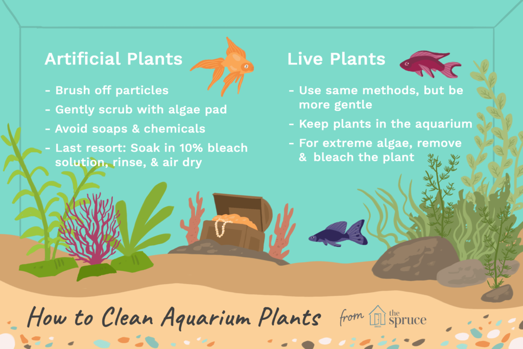 How to Get Algae off Plastic Aquarium Plants