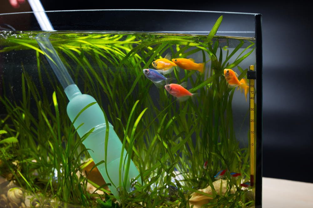 How to Get Chlorine Out of Aquarium Water