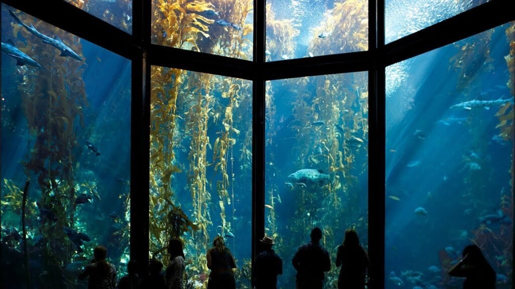 How to Get Discount Monterey Bay Aquarium