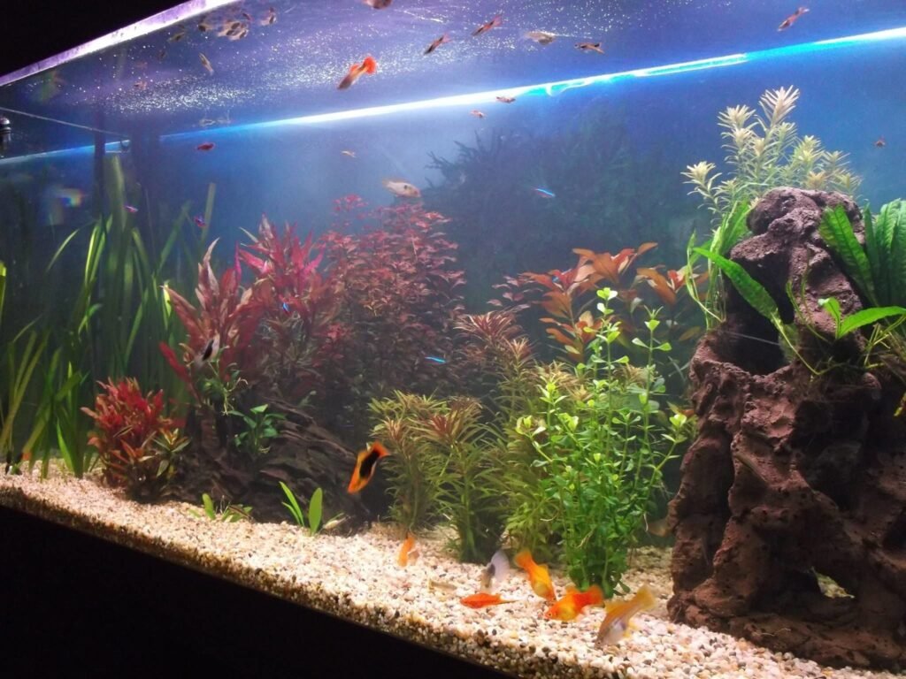 How to Get Rid of Aquarium Bacteria Bloom