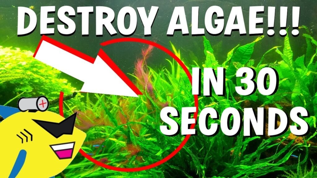 How to Get Rid of Green Algae in My Aquarium