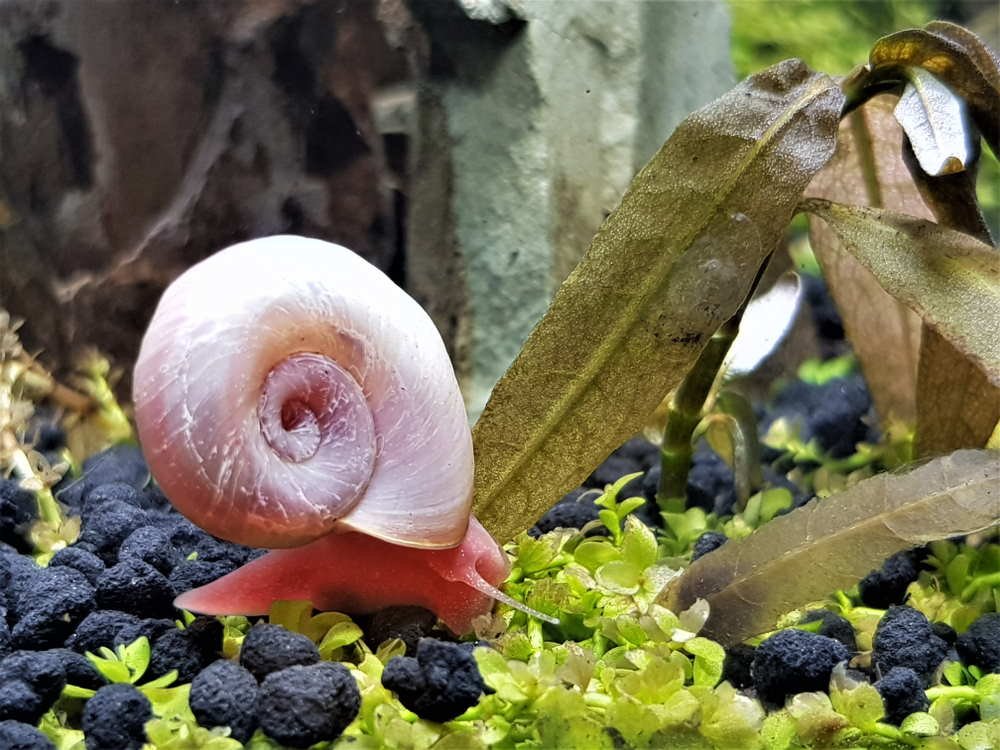 How to Get Rid of Snails Freshwater Aquarium