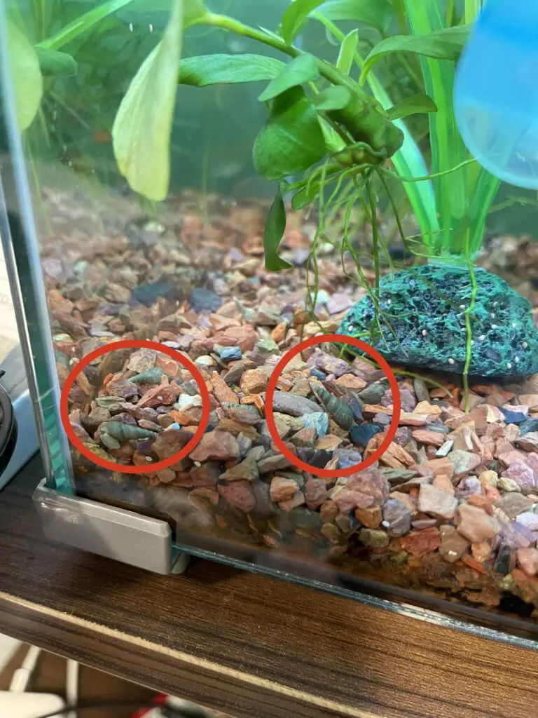 How to Get Rid of Trumpet Snails in My Aquarium