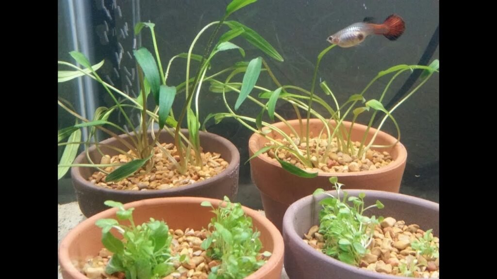 How to Grow Aquarium Plants in Pots