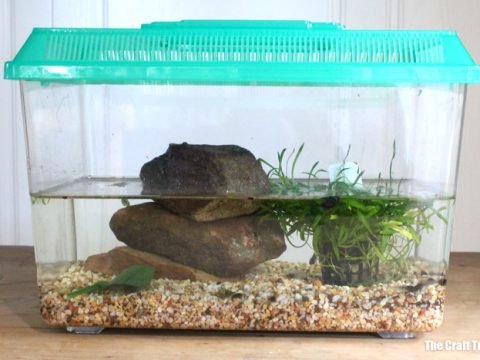 How to Keep Tadpoles in an Aquarium