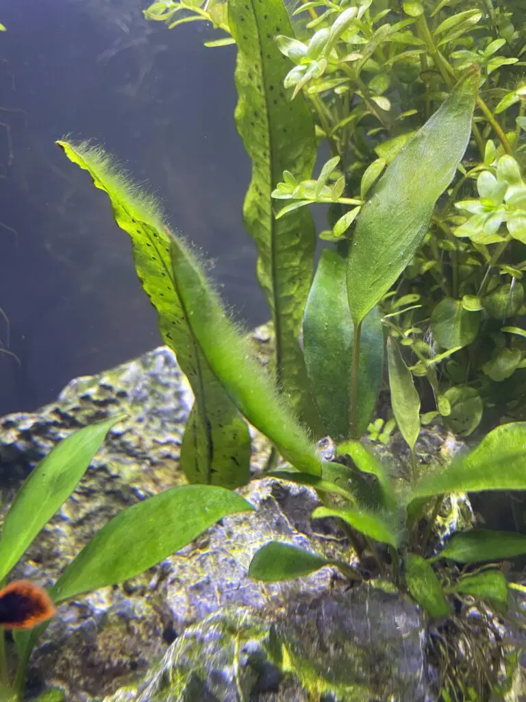 How to Kill Algea on Aquarium Live Plant