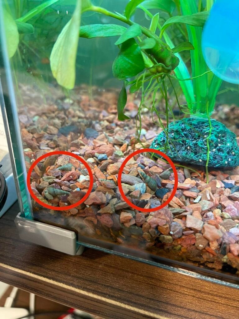 How to Kill Snails in Aquarium Without Harming Plants