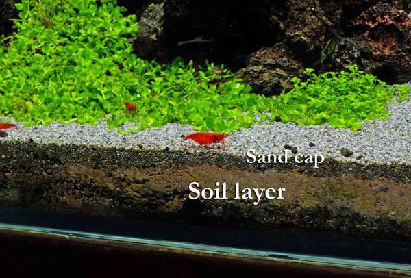 How to Layer Substrate in Aquarium