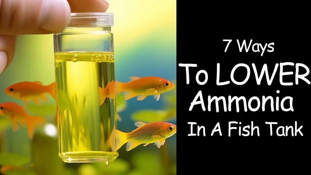 How to Lower Amonia Levels in Saltwater Aquarium