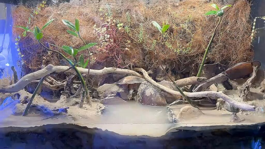 How to Make a Mudskipper Aquarium