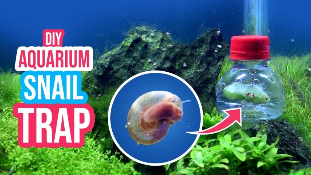 How to Make an Aquarium Snail Trap