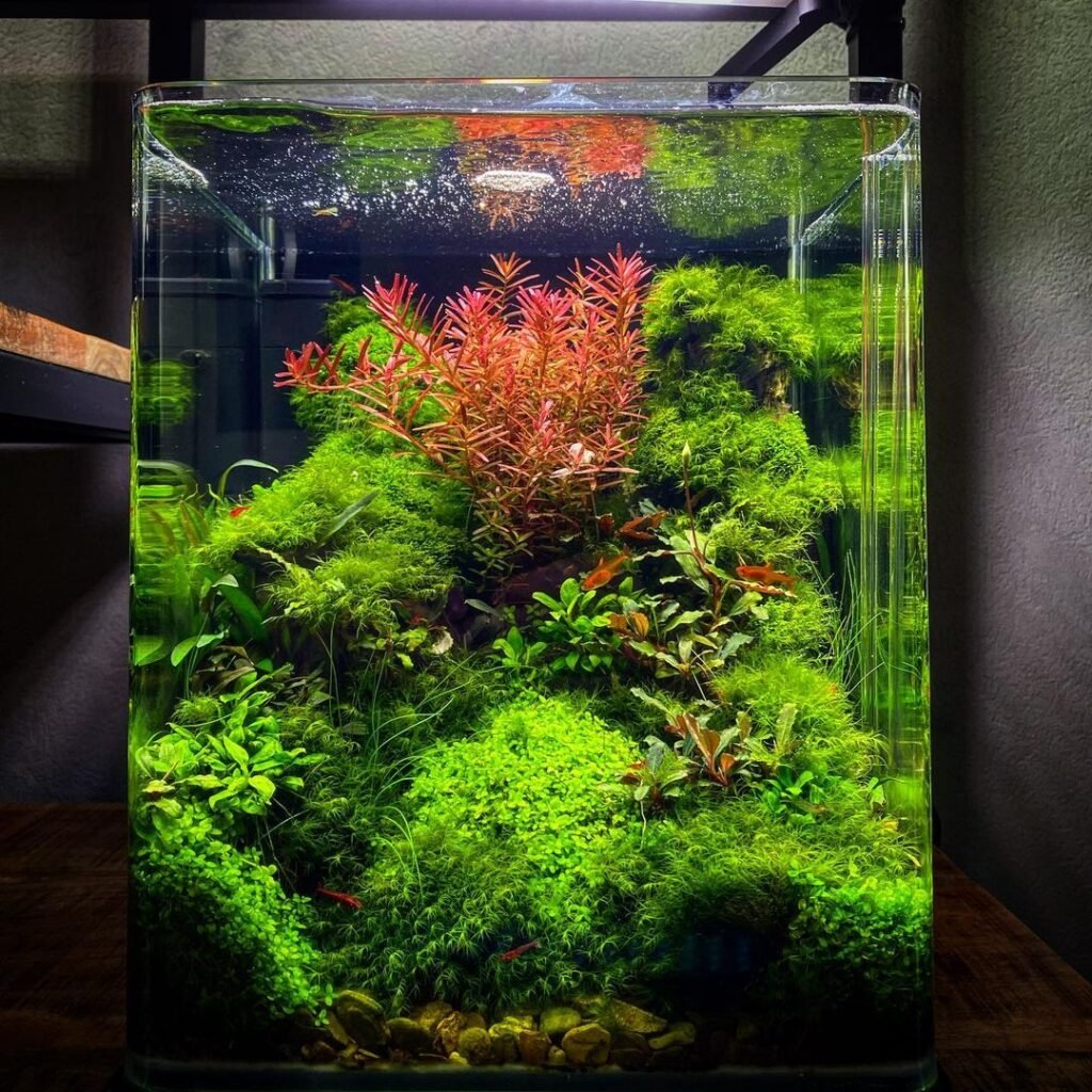 How to Make Self Sustaining Freshwater Aquarium