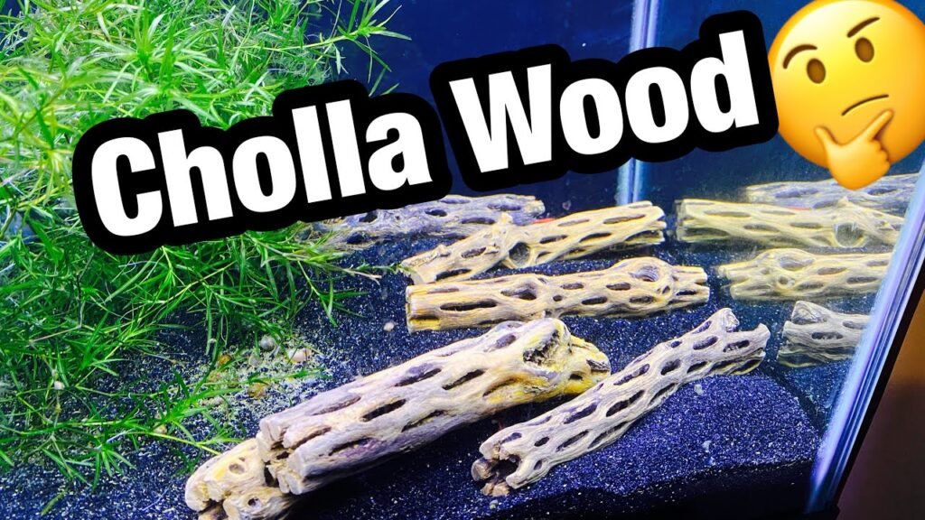 How to Prepare Cholla Wood for Aquarium