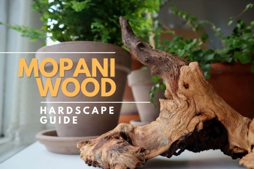 How to Prepare Mopani Wood for Aquarium