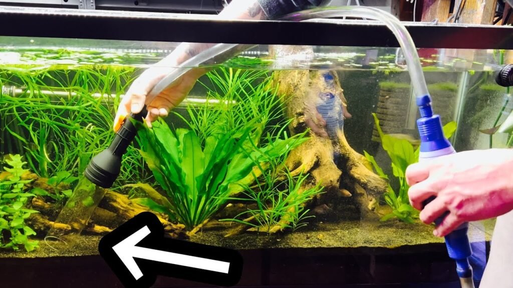 How to Properly Clean Aquarium Sand