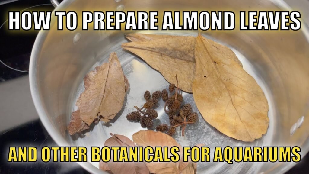 How to Put Almond Leaves in Aquarium