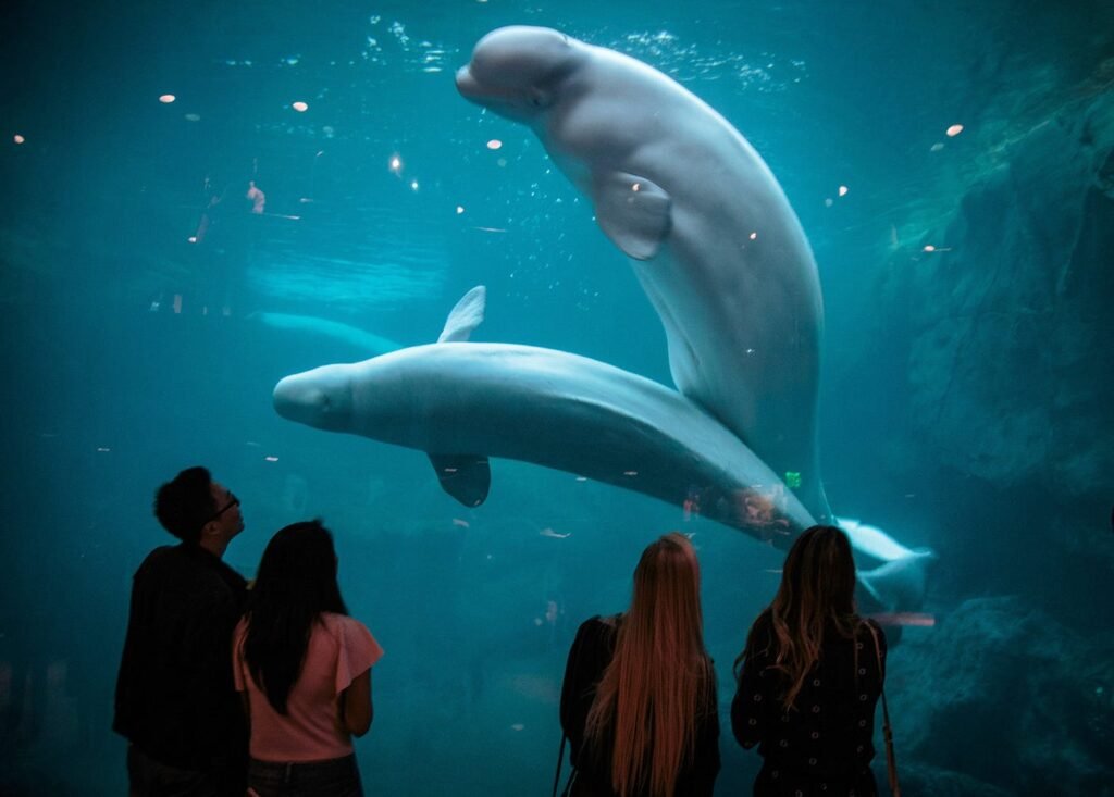 Which Aquariums Have Whales