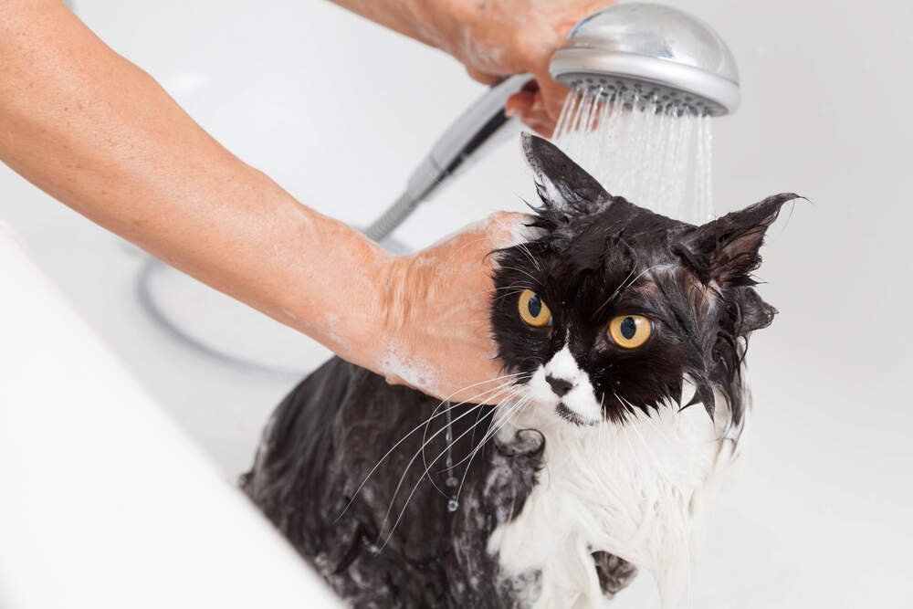How Get Rid of Fleas Bathroom