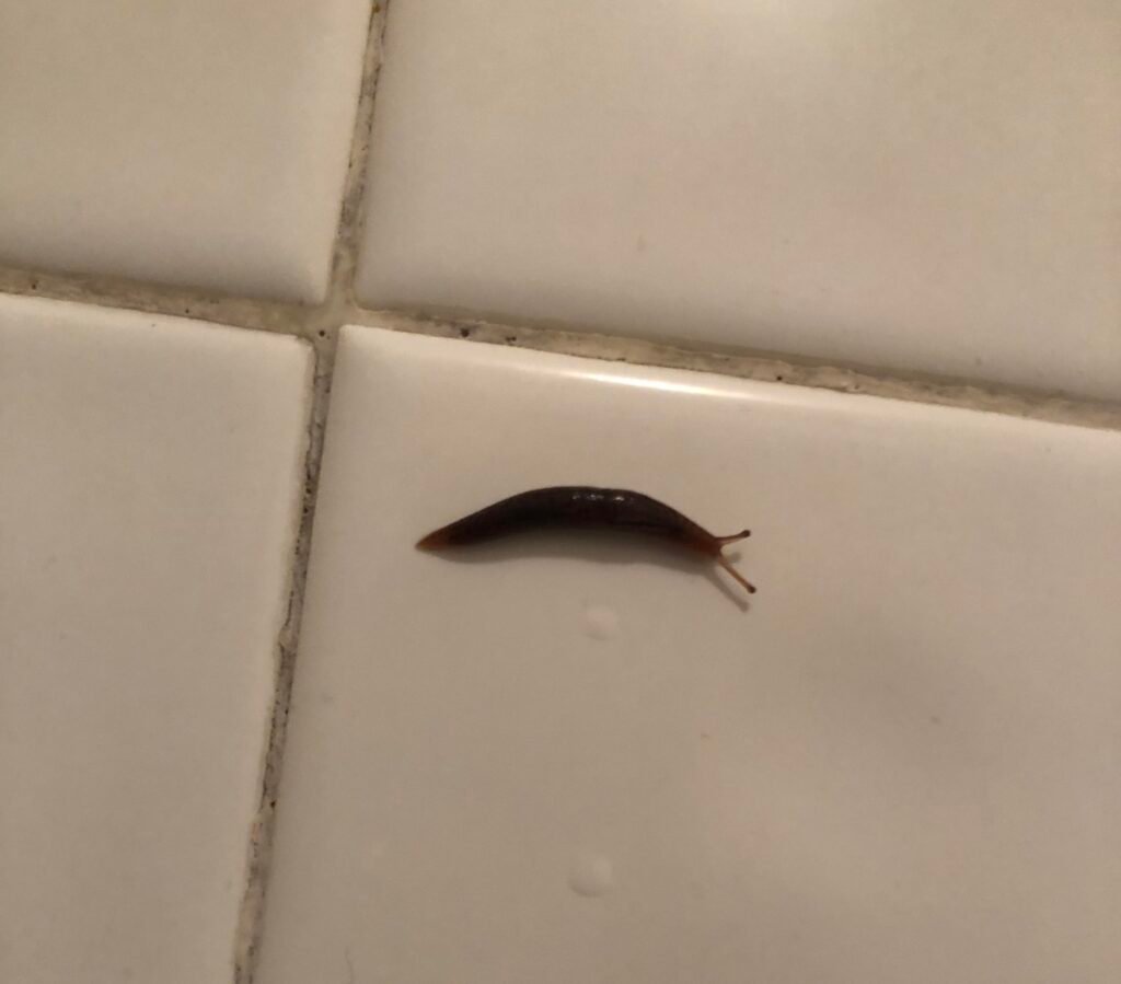 How Get Rid of Slugs in Bathroom
