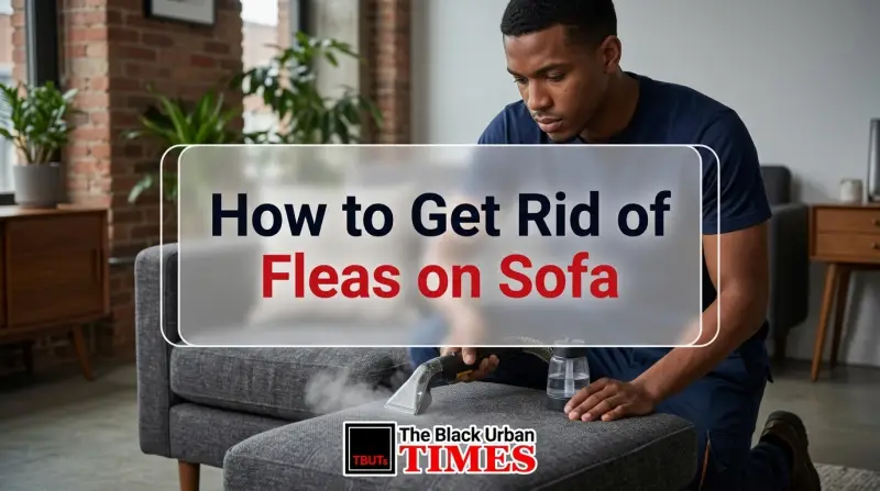 How to Get Rid of Fleas on Sofa